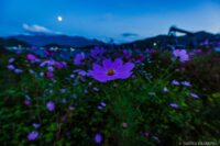 九島 （愛媛県宇和島市）