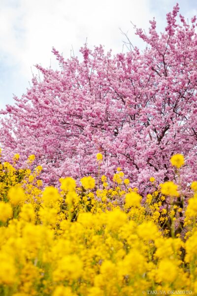 高知県須崎市 / 2017