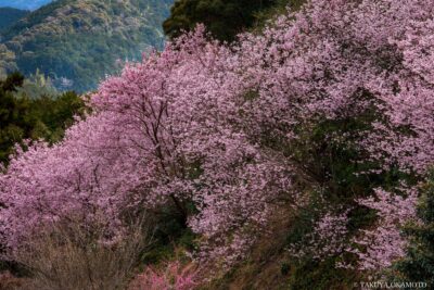 高知県須崎市 / 2017