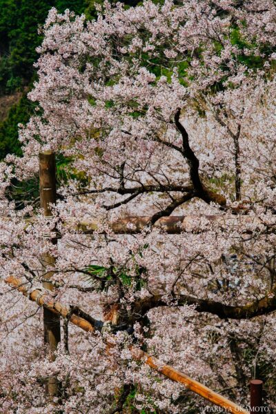 高知県仁淀川町 / 2017