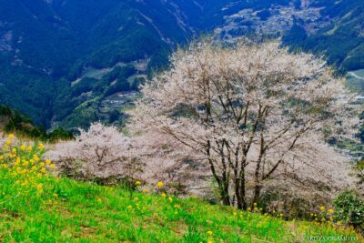 高知県仁淀川町 / 2017