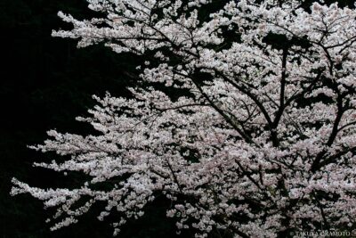 高知県仁淀川町 / 2017