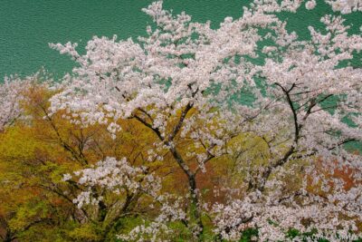 高知県仁淀川町 / 2017