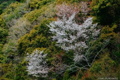 高知県土佐町 / 2017