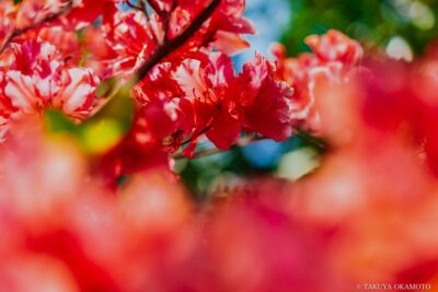 高知県安芸市 / 2017