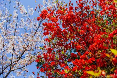 高知県安芸市 / 2017