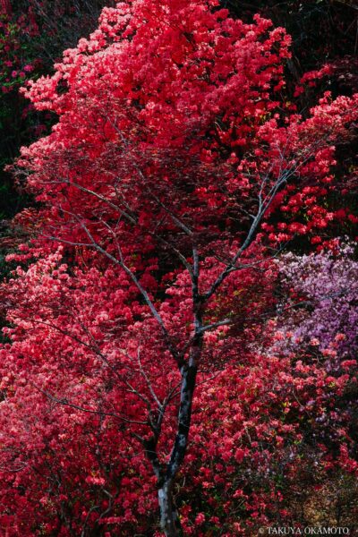 高知県安芸市 / 2017