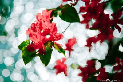 高知県安芸市 / 2017