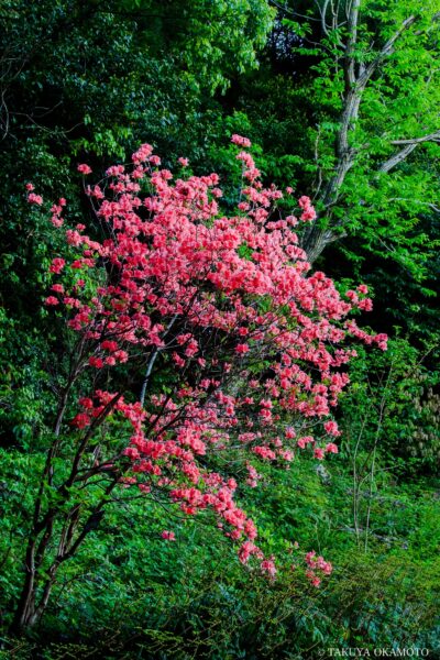 高知県高知市 / 2017