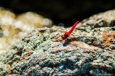 高知県室戸市 / 2017