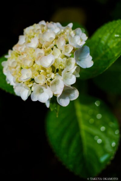 高知県香南市 / 2017