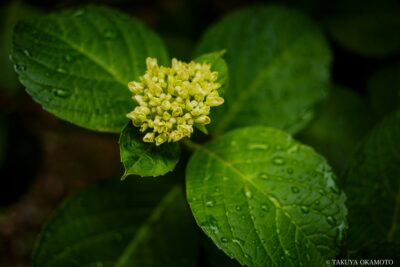 高知県香南市 / 2017