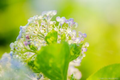 高知県香南市 / 2017
