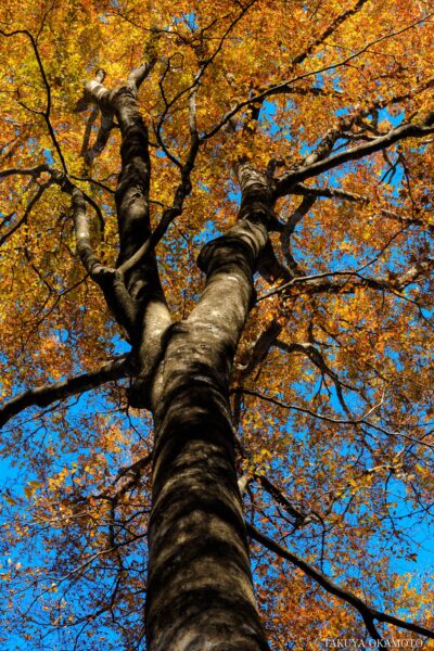 愛媛県西予市 / 2017