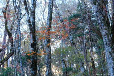 愛媛県西予市 / 2017