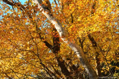 愛媛県西予市 / 2017