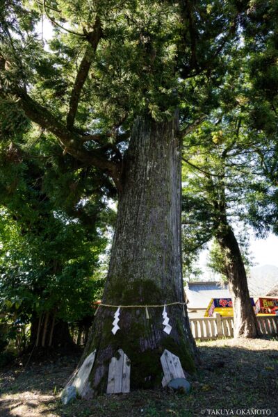 大川上美良布神社秋季大祭（神興祭） 高知県香美市 / 2024