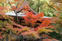 五台山 竹林寺 高知県高知市 / 2024