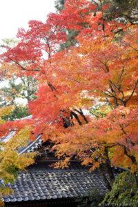 五台山 竹林寺 高知県高知市 / 2024