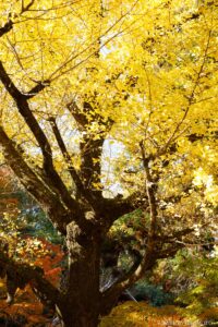 五台山 竹林寺 高知県高知市 / 2024