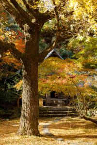 五台山 竹林寺 高知県高知市 / 2024