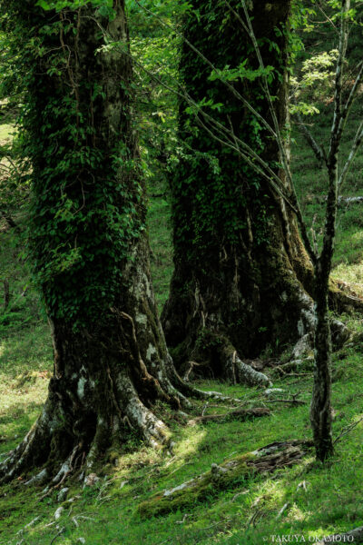 綱附森(高知県香美市) 物部物語