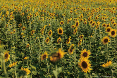 高知県香美市 / 2025