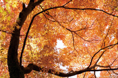 写真集「流音」 頭上を覆い尽くす紅葉 ／ 2024 （高知県高知市）