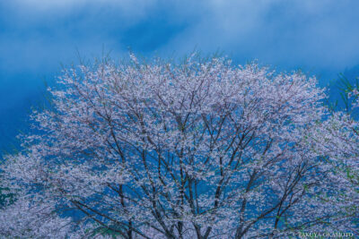 写真集「流音」 花の余白 ／ 2015 （高知県仁淀川町）